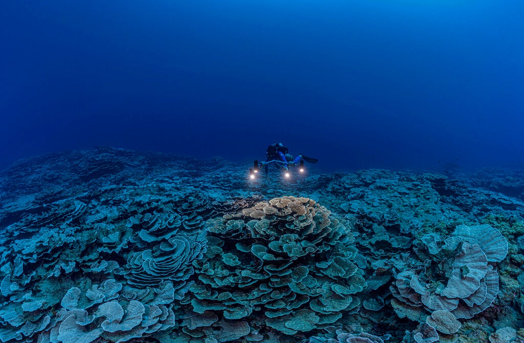 In this photo provided by @alexis.rosenfeld, a researcher for the French National Centre for Scientific Research studies corals in the waters off the coast of Tahiti of the French Polynesia in December 2021. Deep in the South Pacific, scientists have explored a rare stretch of pristine corals shaped like roses off the coast of Tahiti. The reef is thought to be one of the largest found at such depths and seems untouched by climate change or human activities. (Alexis Rosenfeld/@alexis.rosenfeld via AP)