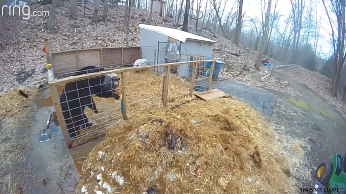 2022 Ring footage of a bear breaking into a pig enclosure
