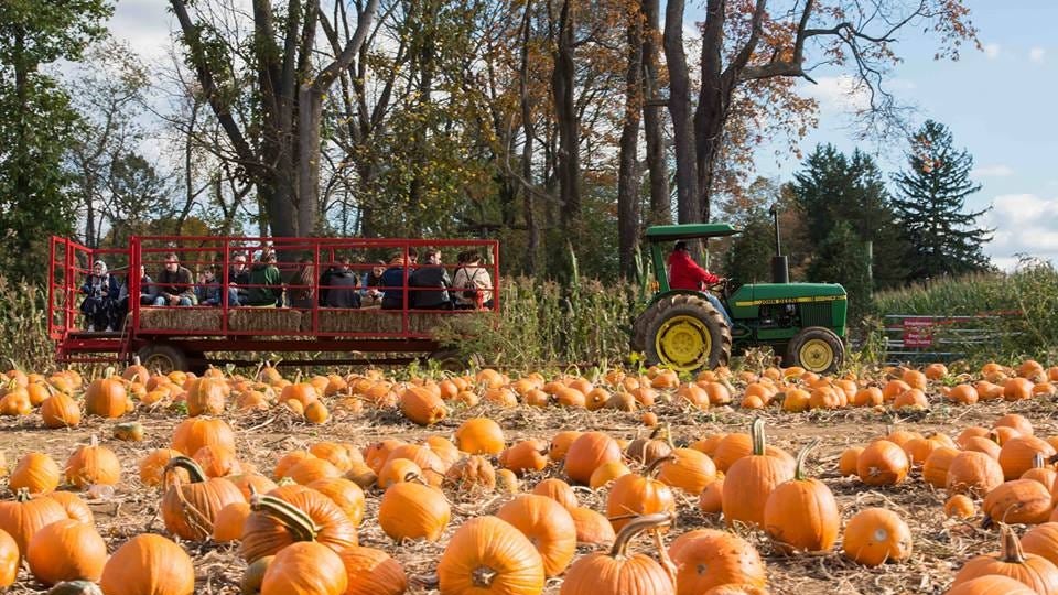 Where to go pumpkin picking in New Jersey Strawberry Fields Storytellers