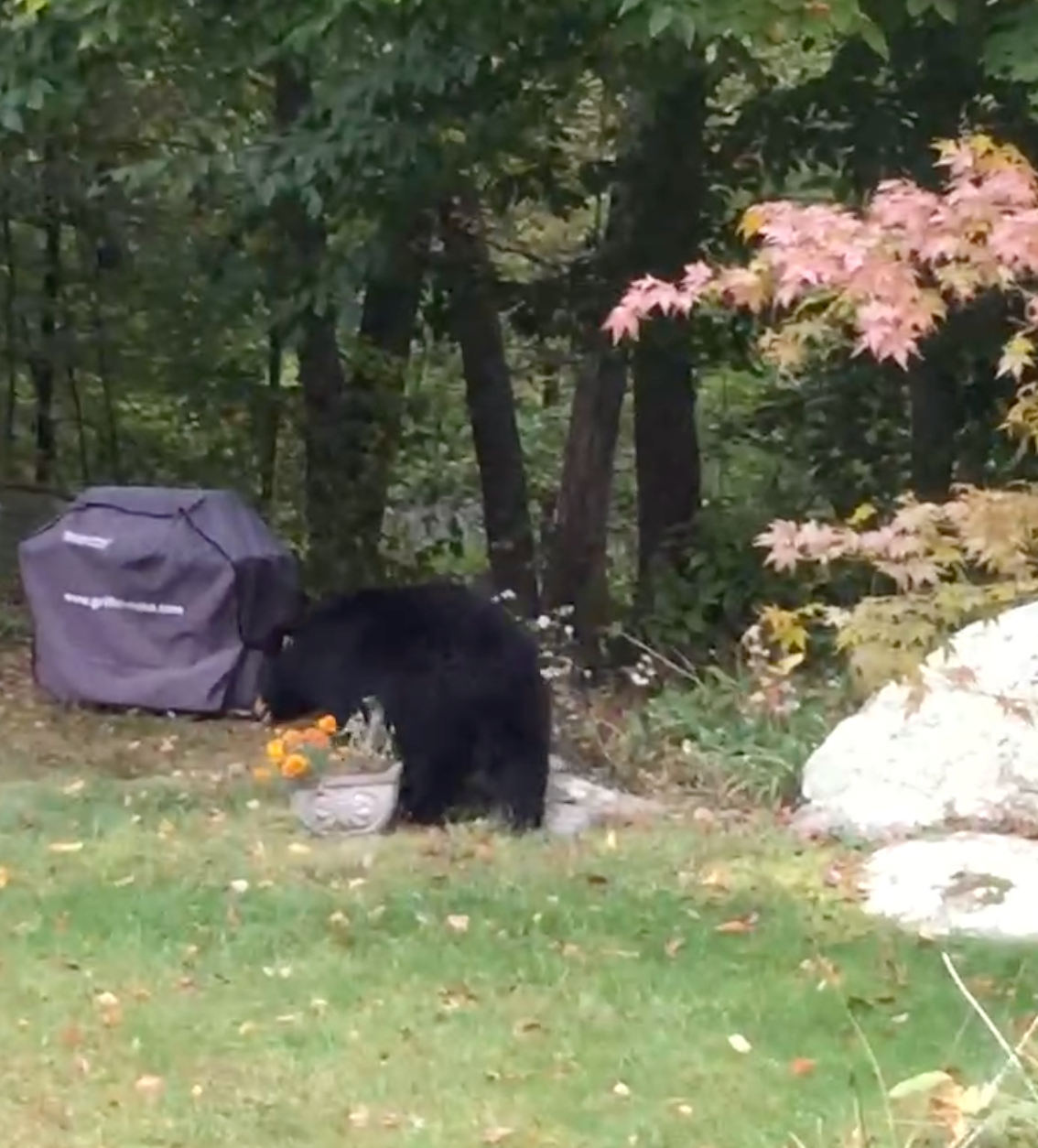 Bear wandering past a barbecue in Connecticut.