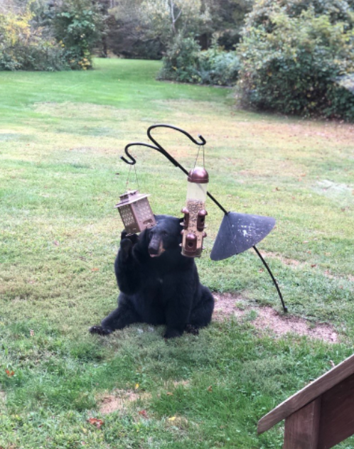 A bear attracted to a birdfeeder in Sandy Hook, Connecticut 