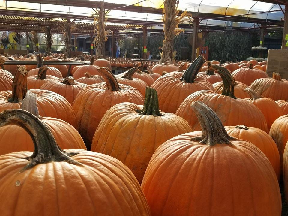 Guide Where to go pumpkin picking on Long Island (2022)