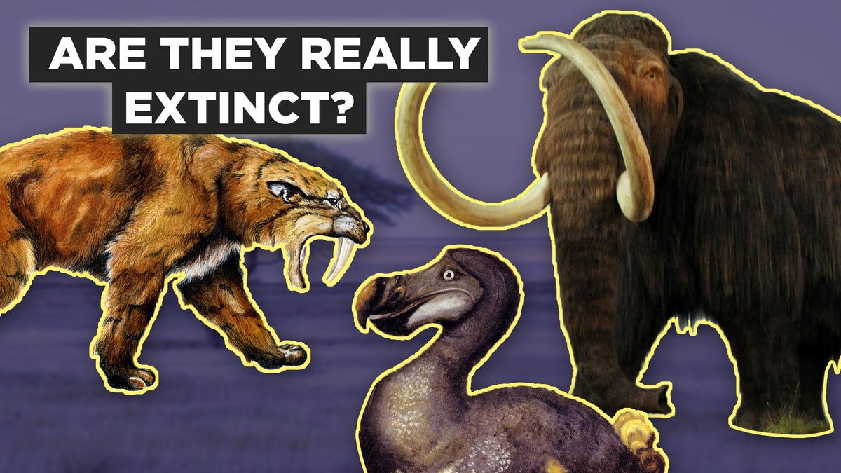 How Do We Know If Animals Are Actually Extinct?