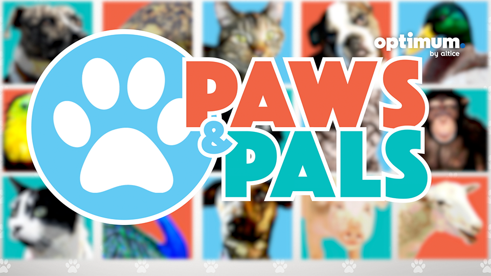 paws & pals