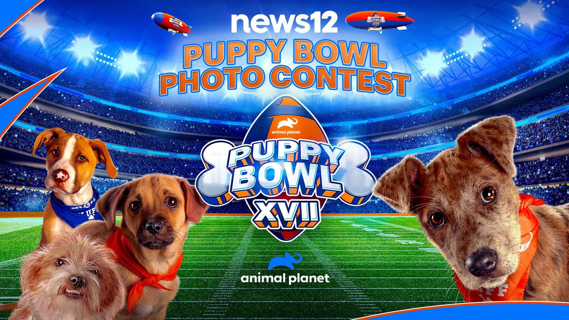 News 12 Puppy Bowl Photo Contest 2021 Winners